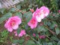  / Camellia japonica 
